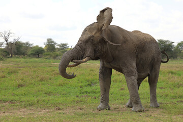 Afrikanischer Elefant / African elephant / Loxodonta africana..