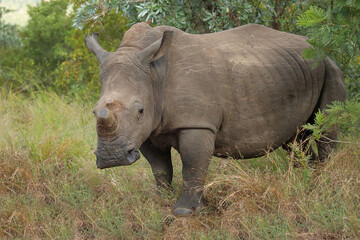 Naklejka premium Breitmaulnashorn / Square-lipped rhinoceros / Ceratotherium simum.
