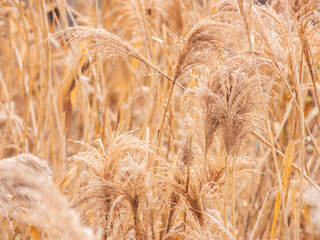 輝くススキの野原01