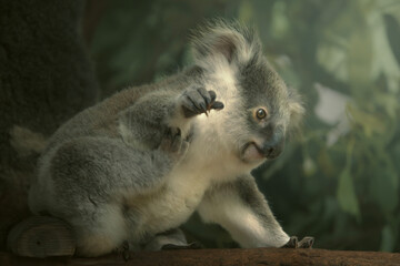 The koala joey, sometimes incorrectly called the koala bear, is an arboreal herbivorous marsupial native to Australia.
