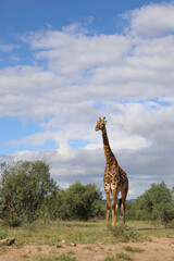Giraffe / Giraffe / Giraffa camelopardalis