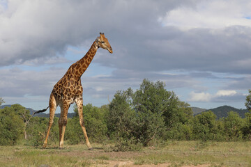Giraffe / Giraffe / Giraffa camelopardalis
