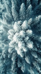 Aerial View of Snow-Covered Evergreen Trees in Forest, Background Snowscape