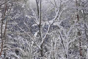 Fototapeta premium 厳冬の雪景色