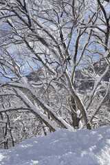 厳冬の雪景色