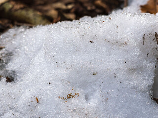 日差しに輝く草むらの残雪33