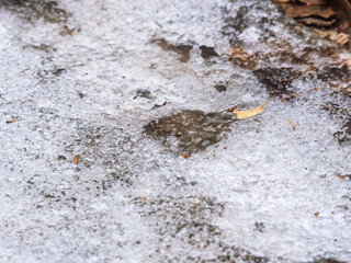 溶けて凍りついた雪と枯葉02