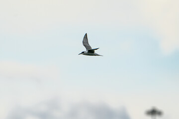 Forster's Tern flying in the sky.