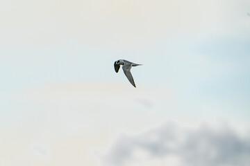 Forster's Tern flying in the sky.