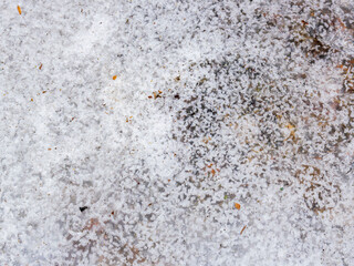 溶けて凍りついた雪と枯葉12