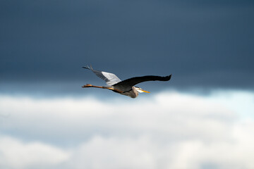 Great Blue Heron flying through the sky.