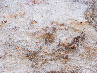 溶けて凍りついた雪と枯葉18