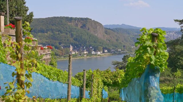 Closeup of a charming Vineyard on the hillside with panoramic view of the Rhine River Valley in the distance, Tracking Movement