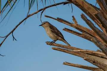 Northern Mockingbird perched on the branch of a tree.