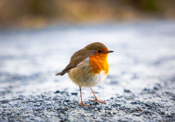 European Robin