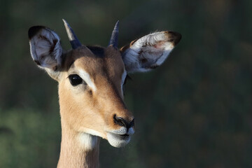 Schwarzfersenantilope / Impala / Aepyceros melampus.