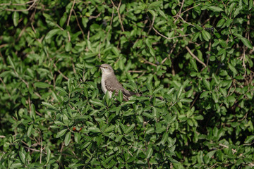 Northern Mockingbird perched in a tree.