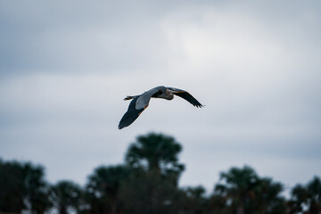 Great Blue Heron flying through the sky.