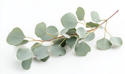 Obraz premium A close-up view of a eucalyptus branch with soft green leaves against a white background