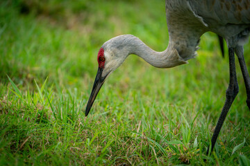 Sandhill Crane foraging in the grass.