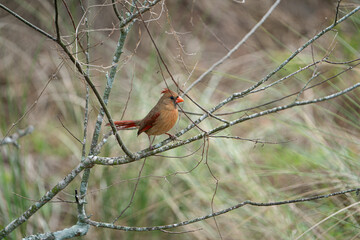 Female Northern Cardinal perched on a branch.