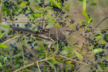 Northern Mockingbird resting on a branch of a berry tree.