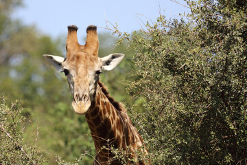 Giraffe / Giraffe / Giraffa camelopardalis