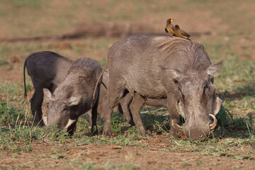 Warzenschwein und Gelbschnabel-Madenhacker / Warthog and Yellow-billed oxpecker / Phacochoerus africanus et Buphagus africanus.....