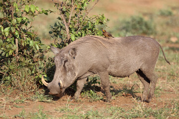 Warzenschwein und Gelbschnabel-Madenhacker / Warthog and Yellow-billed oxpecker / Phacochoerus...