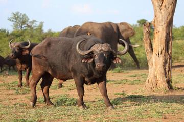 Kaffernbüffel und Gelbschnabel-Madenhacker / African buffalo and Yellow-billed oxpecker / Syncerus...
