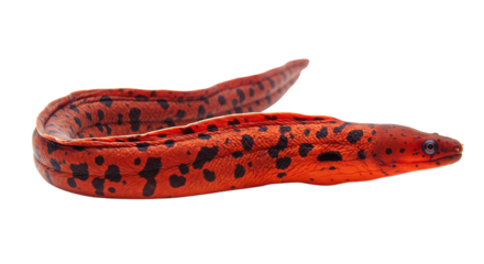 Stunning Red Spotted Moray Eel Aquarium Fish