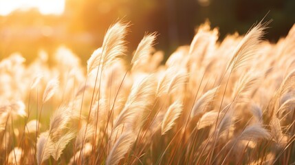 Golden hour illuminates swaying pampas grass in a serene landscape