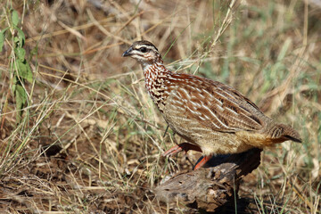 Schopffrankolin / Crested francolin / Dendroperdix sephaena
