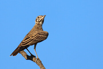 Drossellerche / Dusky lark / Pinarocorys nigricans