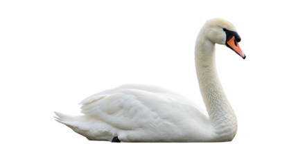 Elegant White Swan