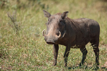 Warzenschwein / Warthog / Phacochoerus africanus..