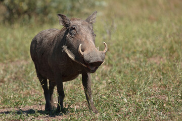 Warzenschwein / Warthog / Phacochoerus africanus..