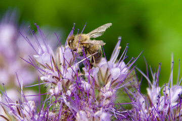 A honey bee (Apis mellifera) collecting nectar from a Phacelia flower, showcasing its translucent wings and fuzzy body. Vibrant purple blooms contrast with the green background.