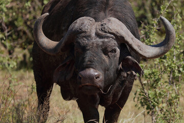 Naklejka premium Kaffernbüffel / African buffalo / Syncerus caffer