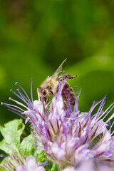 A honey bee (Apis mellifera) collecting nectar from a Phacelia flower, showcasing its translucent wings and fuzzy body. Vibrant purple blooms contrast with the green background.