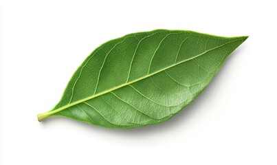 Obraz premium A vibrant green leaf showcasing intricate vein patterns against a clean white background