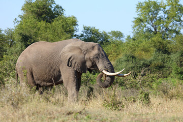 Fototapeta premium Afrikanischer Elefant / African elephant / Loxodonta africana