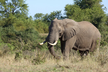 Fototapeta premium Afrikanischer Elefant / African elephant / Loxodonta africana