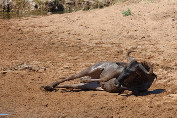 Streifengnu / Blue wildebeest / Connochaetes taurinus
