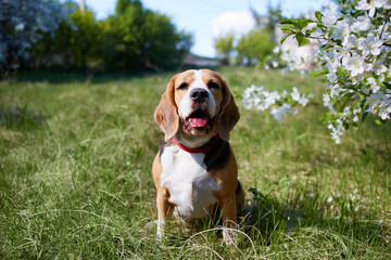 A beagle dog in the park in a sunny clearing near a blooming apple tree. Spring background.