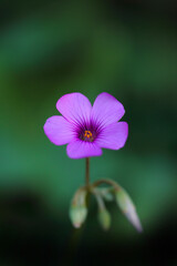 緑の中のピンクのイモカタバミ