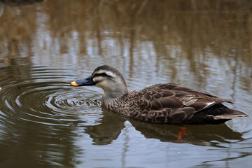 duck