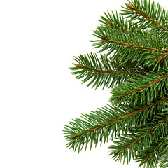 Fir tree leaves with sharp needle details, winter nature element, isolated on transparent or white background, png