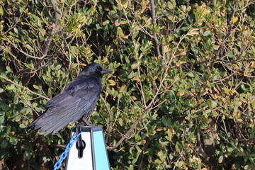 raven