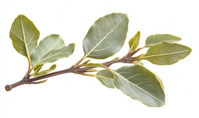 Fototapeta premium Fresh bay leaves on a branch, isolated on white background, ideal for culinary uses and presentations